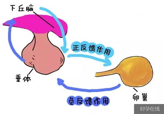 引起功能性下丘脑性闭经3种原因