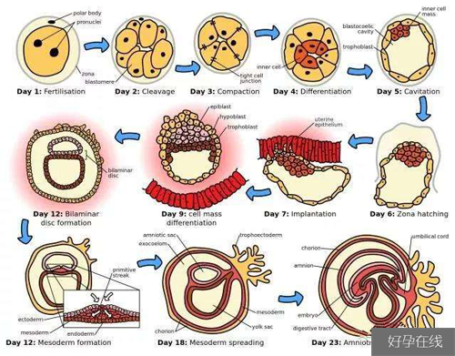 囊胚移植后的着床过程图