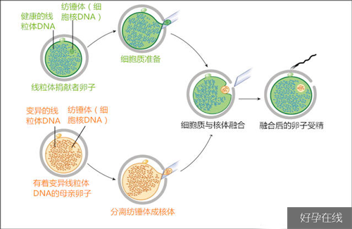 线粒体移植技术图示