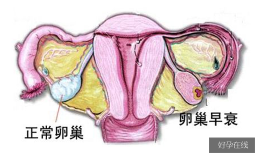 芬吗通和克龄蒙哪个好