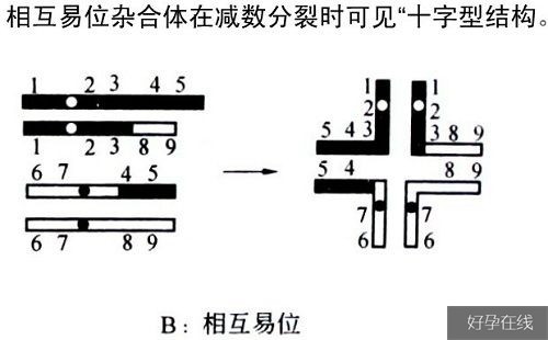 非同源罗伯逊易位危害