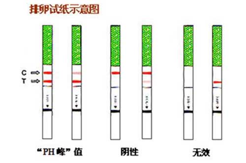 排卵验孕纸平面图