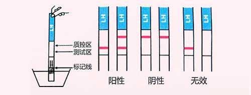 使用排卵试纸应该选择正确的时间