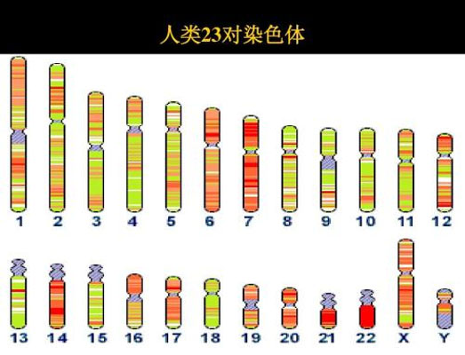 神秘的人类染色体核型