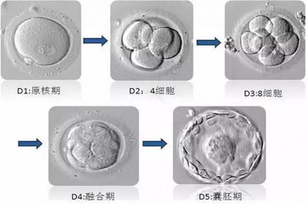 胚胎发育的过程