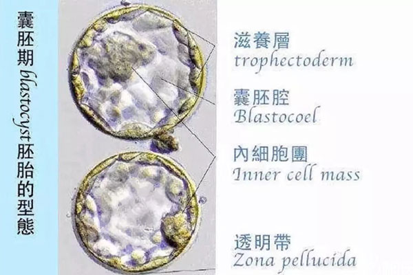 囊胚期的胚胎形态图