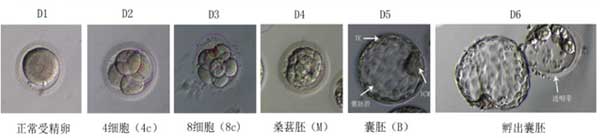 胚胎体外发育过程