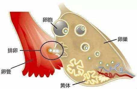 黄体素