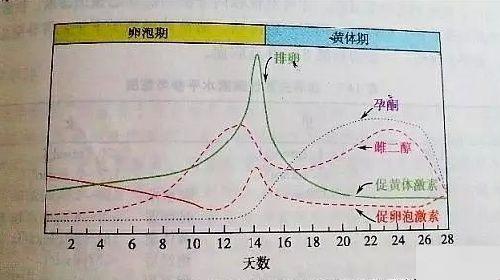 女性黄体期是什么时候