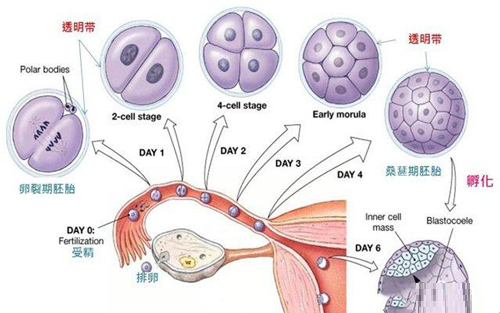 囊胚移植着床期反应的少，建议不必过于关注