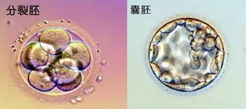 囊胚移植的成功率比冻胚略高