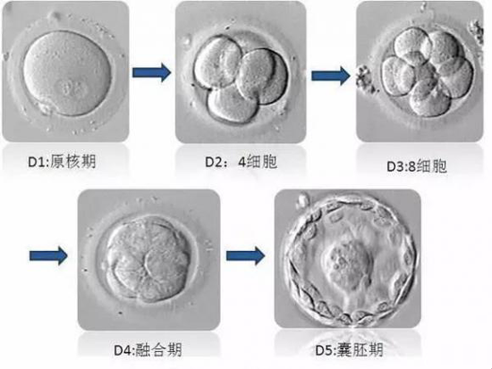 试管胚胎发育的过程